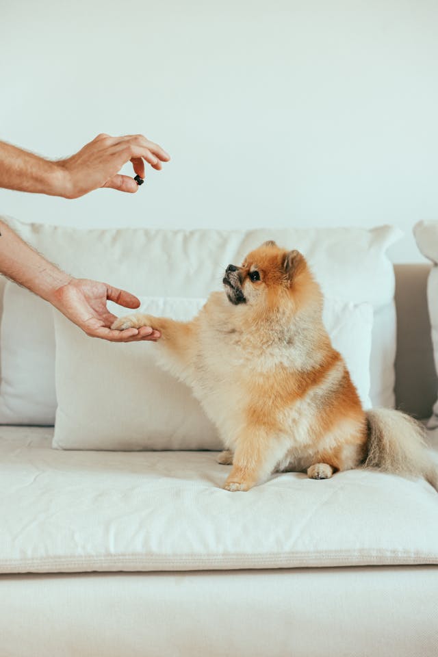 Puppy treats